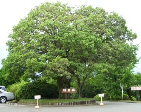 中津川カントリークラブ桃の木