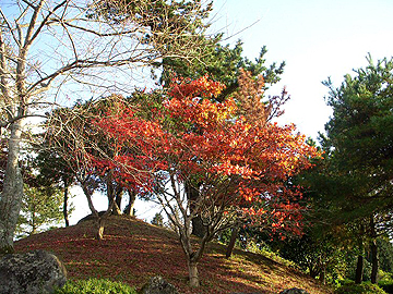 色づく紅葉