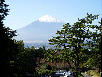 富士山と松