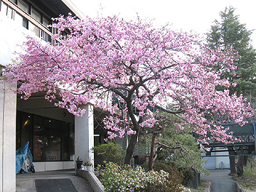 クラブハウス脇に咲く桜