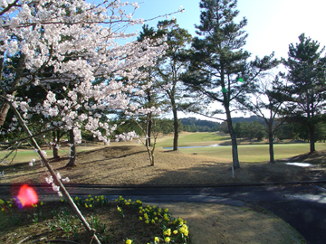 桜とコース