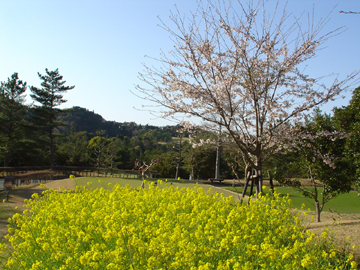 桜と菜の花