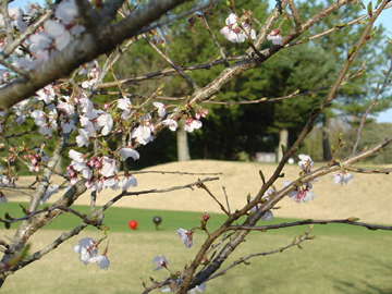 桜アップ