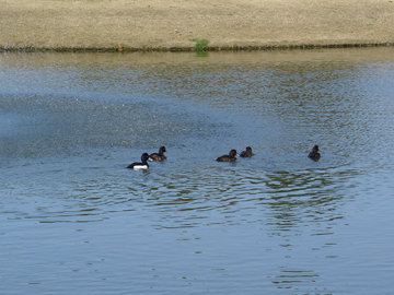 池を泳ぐ鴨