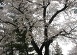 11’4 桜～ No3