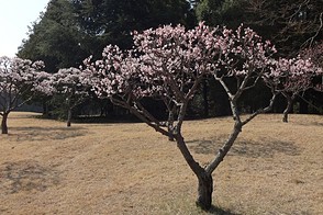 藤ケ谷カントリークラブ HOLE6-2