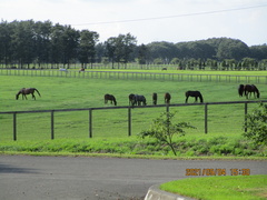 北海道クラシックゴルフクラブ 51 /